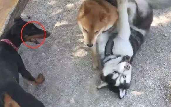 小区主宰此次栽了,一世威武被一只小柴犬毁了,二哈:狗脸丢尽 小区主宰此次栽了,一世威武被一只小柴犬毁了,二哈:狗脸丢尽