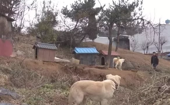 小狗将食材分到流浪犬,还让流浪犬睡在狗狗的窝里,它却躺在外边留宿 小狗将食材分到流浪犬,还让流浪犬睡在狗狗的窝里,它却躺在外边留宿