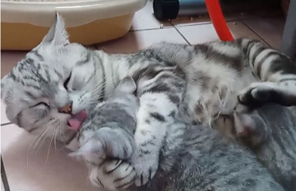 超级奶爸短毛猫 父代母职举脚耐心让女儿喝奶 超级奶爸短毛猫 父代母职举脚耐心让女儿喝奶