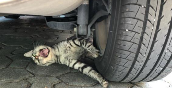 猫咪光天化日碰瓷豪车,表情到位演技精湛,不给小鱼干就不走! 猫咪光天化日碰瓷豪车,表情到位演技精湛,不给小鱼干就不走!