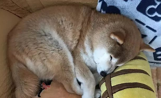 15岁柴犬躺在主人怀中入眠,如同回到最初,睡相非常讨人喜欢