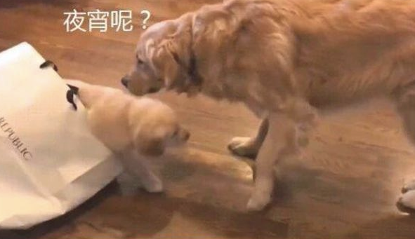 金毛认为主人带宵夜回来了,激动得摇头晃脑,結果袋里却是只小狗