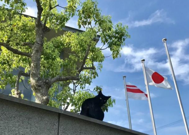 连续闯馆四年,黑猫对美术馆的执着没能感动保安大叔却捧红了自己 连续闯馆四年,黑猫对美术馆的执着没能感动保安大叔却捧红了自己