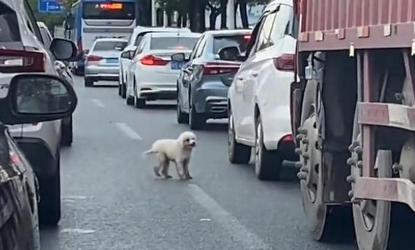 宠物狗被主人赶下车,丢在拥挤的车流中,狗狗不停扒门挽留主人 宠物狗被主人赶下车,丢在拥挤的车流中,狗狗不停扒门挽留主人
