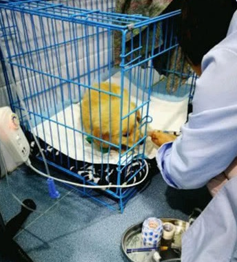 廉价买来只小金毛,还认为自身赚来到,几日后气得要找商家基础理论 廉价买来只小金毛,还认为自身赚来到,几日后气得要找商家基础理论