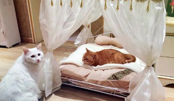 猫生逆袭！残疾流浪猫变身动物演员，和众多大牌明星搭戏
