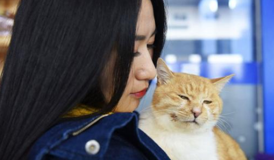 12只猫摊上不负责主人，被遗弃烂尾楼，主人被拆穿后疯狂打脸