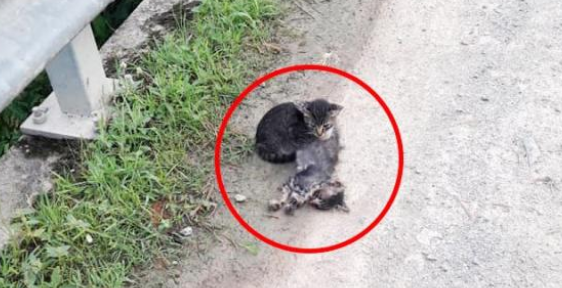 猫之间的友情!流浪猫被撞身亡,同伴不离不弃守护身旁 猫之间的友情!流浪猫被撞身亡,同伴不离不弃守护身旁