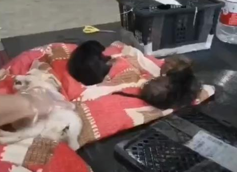 浩劫！数万只活体宠物因运输滞留缺氧大量死亡，谁该负责？