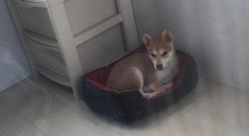 柴犬不但傻还不黏人，缺陷那麼多，为何还会有那麼很多人喜爱它？