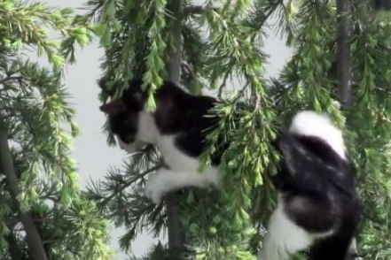 新来小猫被狗狗排挤,爬上树躲避,被救后主人用此方法改变了它 新来小猫被狗狗排挤,爬上树躲避,被救后主人用此方法改变了它