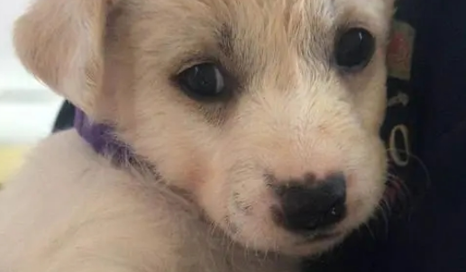 上海免费领养狗狗是真是假 |