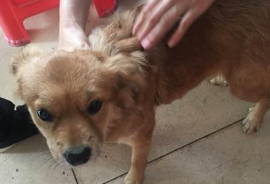 流浪犬被热心人收养,还认为有一个长期饭票,殊不知二天后又沦落街边 流浪犬被热心人收养,还认为有一个长期饭票,殊不知二天后又沦落街边