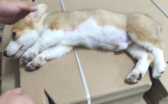 网民给柯基推拿时忽然停了,它马上就站了起來,狗:也要! 网民给柯基推拿时忽然停了,它马上就站了起來,狗:也要!