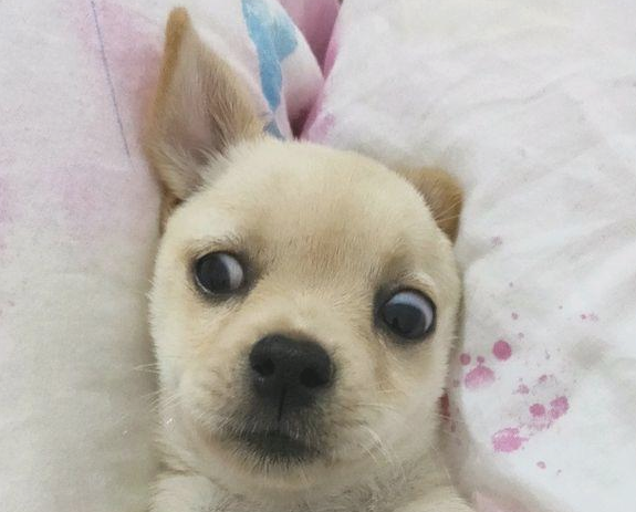 小奶狗冻裂了直往女生身旁蹭，把它带家后发觉是个走动的表情图