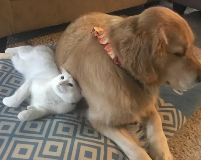 小猫与家人失散，金毛援助而且照料小猫，如今会接吻金毛以表谢谢