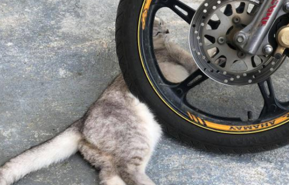 猫咪光天化日之下来碰瓷,吓坏摩托车司机,猫:认命吧,人类 猫咪光天化日之下来碰瓷,吓坏摩托车司机,猫:认命吧,人类
