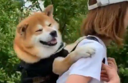 宠主身背柴犬去溜达,过路人投来异常眼光,实情却并不是以便信口开河 宠主身背柴犬去溜达,过路人投来异常眼光,实情却并不是以便信口开河