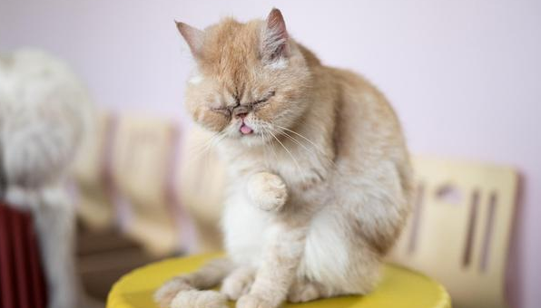 国外为什么禁止给猫做绝育