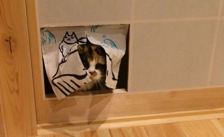喵星人爱撞纸拉门 猫奴干脆改造留出猫门