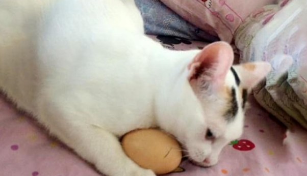 猫咪把鸡蛋当成宝,走哪带哪,猫:我要用它孵出小猫 猫咪把鸡蛋当成宝,走哪带哪,猫:我要用它孵出小猫