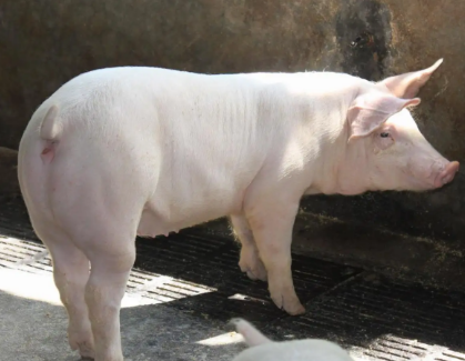长白猪——外来引进的优良猪种！