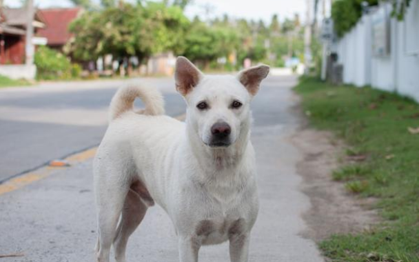 农村大爷收养的田园犬,从不吃狗粮,竟胖成一只猪 农村大爷收养的田园犬,从不吃狗粮,竟胖成一只猪