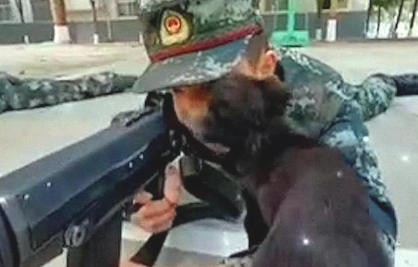 小奶狗趁酷帅士兵不留意,竟悄悄跑来亲脸蛋儿,还趴到其腿上打瞌睡 小奶狗趁酷帅士兵不留意,竟悄悄跑来亲脸蛋儿,还趴到其腿上打瞌睡