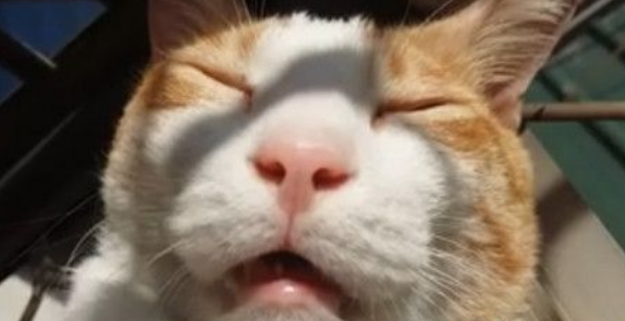 橘白猫眯眼嘴张开很销魂 苍蝇都要飞进去了