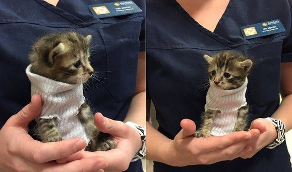 小猫从马修飓风获救 穿着特制小毛衣融化一家人