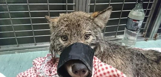 建筑工人发现狗被困在水坝 经检查发现原来是狼