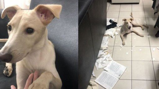 汪界毕卡索是你！汪汪乱尿尿却内藏爱的密码
