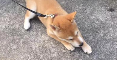 柴犬不但傻还不黏人，缺陷那麼多，为何还会有那麼很多人喜爱它？