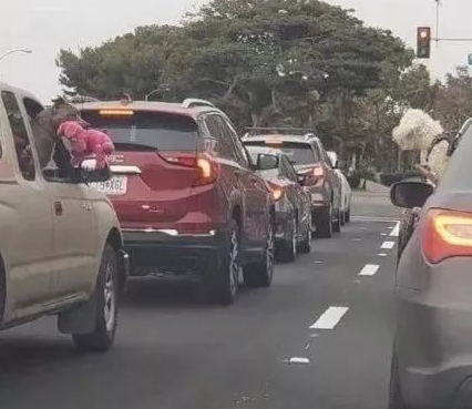 主人家驾车带小狗外出，仅因这一行为，车辆竟立即开进了水塘！
