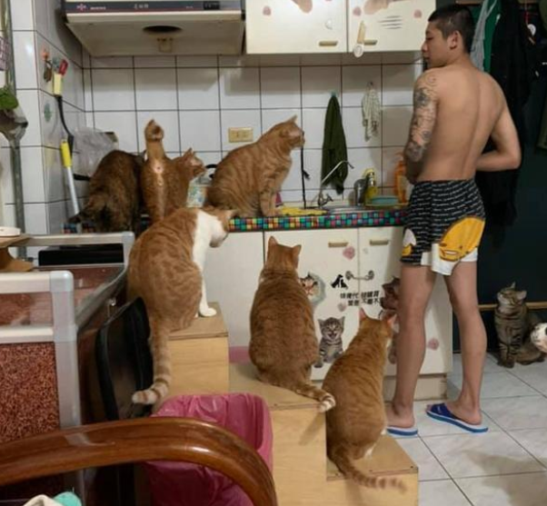 小哥家养14只猫3只狗,每次投喂食物都像在谈判 小哥家养14只猫3只狗,每次投喂食物都像在谈判