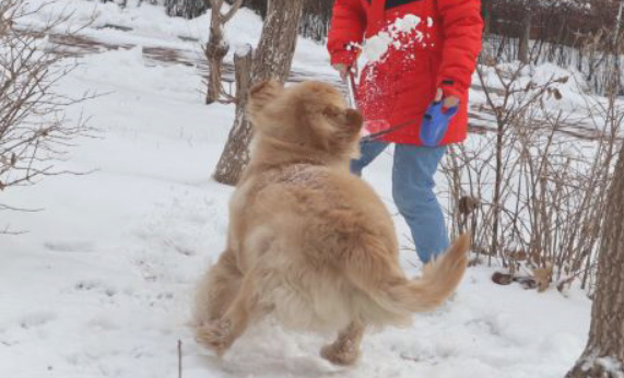 女儿带金毛出去玩雪，結果被它给拽倒了，吓得赶快去扶起