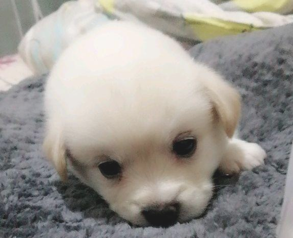 流浪小奶狗趴到树底下冻僵了，女生抱在怀中后，大妈：别费力了
