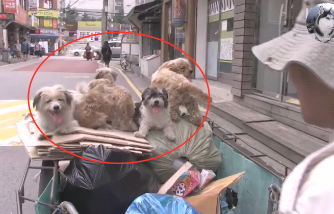 5只狗狗跟大爷捡破烂，还会帮助看三轮车，他们都是捡回来的