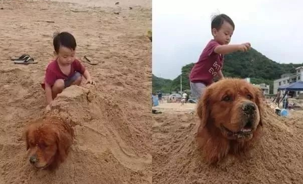 金毛到沙滩跟小孩子玩，手上被堆起沙堡，界面既温暖又讨人喜欢