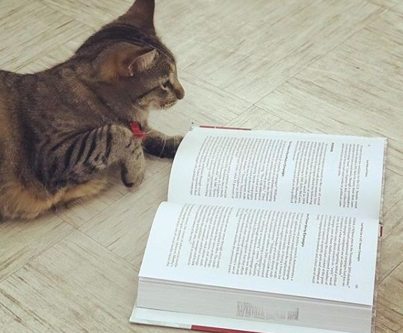 图书馆的虎斑猫露西 强项卖萌也能认真工作 图书馆的虎斑猫露西 强项卖萌也能认真工作