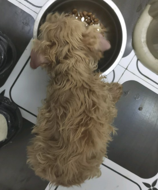 妹子在地铁站碰到只泰迪,买来根火腿肠喂它,吃了一直跟到家 妹子在地铁站碰到只泰迪,买来根火腿肠喂它,吃了一直跟到家
