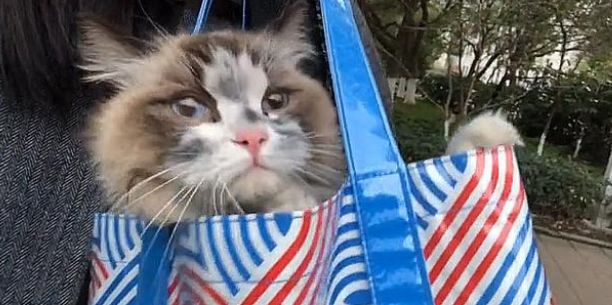 布偶猫被困下水道,女孩救猫涨粉20万,竟被网友质疑自导自演? 布偶猫被困下水道,女孩救猫涨粉20万,竟被网友质疑自导自演?