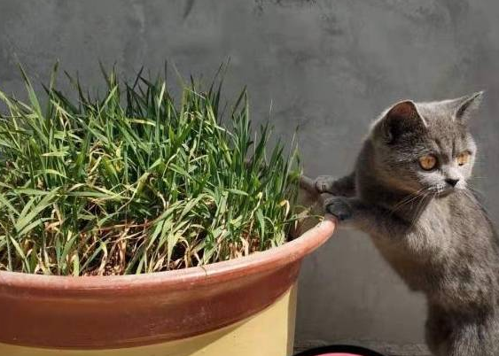 把宠物猫带回农村老家养后，它却成了“村中一霸” 