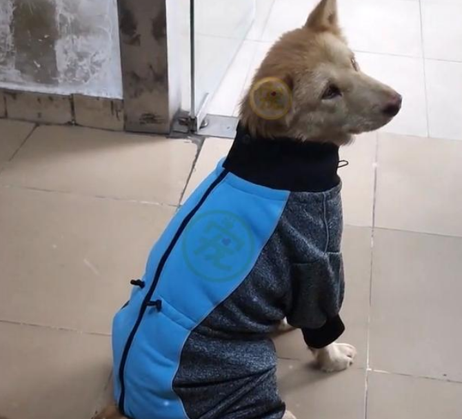 年薪上万的打工犬,成全工厂团宠,网友:我竟会羡慕一只狗 年薪上万的打工犬,成全工厂团宠,网友:我竟会羡慕一只狗
