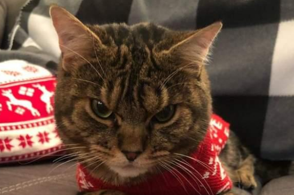 流浪猫一脸凶恶,反而找到好人家,还成为收容所代言猫! 流浪猫一脸凶恶,反而找到好人家,还成为收容所代言猫!