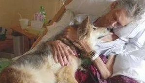 好狗决不死在家里，为何乡村土狗临终前要离去家？