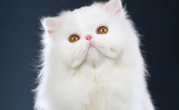 养猫技巧:猫咪体内、体外驱虫可以一起吗? 养猫技巧:猫咪体内、体外驱虫可以一起吗?