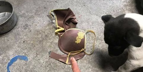 狗狗散步叼回这个 饲主看见不知怎么跟邻居解释