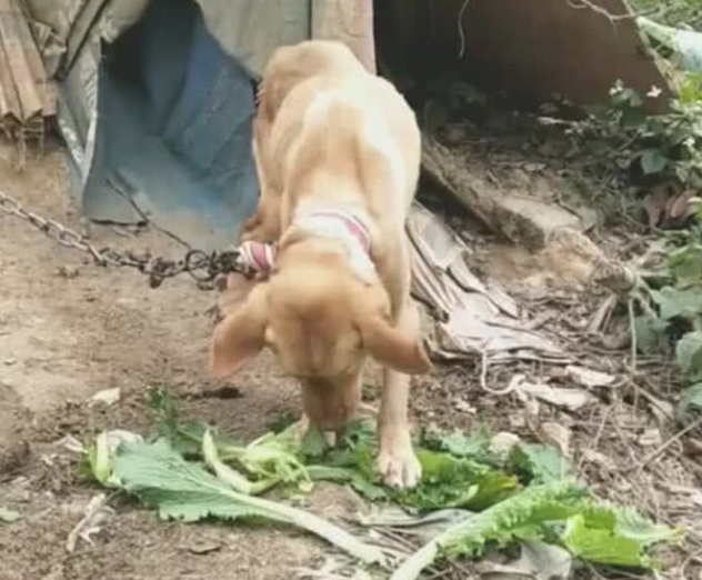 狗狗被拴在菜地看菜,现如今早已瘦骨嶙峋,见到吃菜一幕过路人辛酸 狗狗被拴在菜地看菜,现如今早已瘦骨嶙峋,见到吃菜一幕过路人辛酸