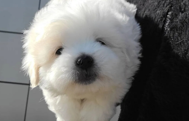 棉花面纱犬，一个长相似棉花糖的狗狗！